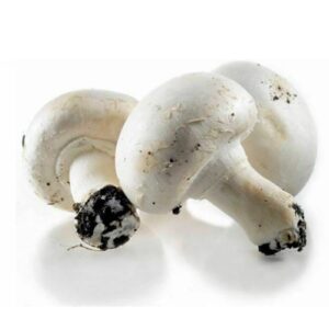 champignon blanc