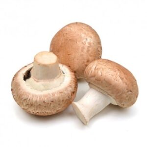 champignon rosé