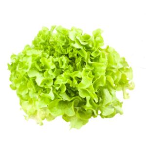 feuille de chene verte