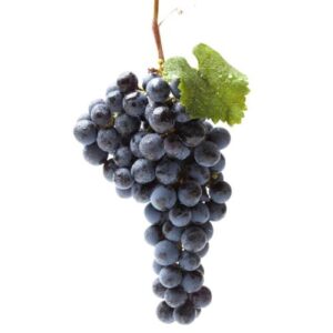 raisin Muscat noir